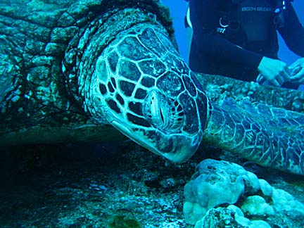 Turtle on Ship Dive in Hawaii